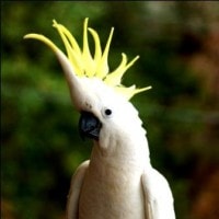 Kakatua Koki (Cacatua gallerita)