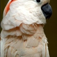 Kakatua Maluku (Cacatua moluccensis)