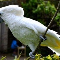 Kakatua Putih (Cacatua alba)