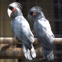 Kakatua Raja (Probosciger atterimus)