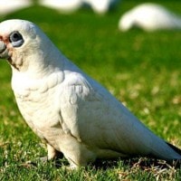 Kakatua Rawa (Cacatua sanguinea)