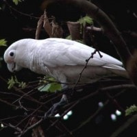 Kakatua Tanimbar (Cacatua goffiana)