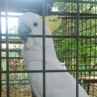 Kakatua Kecil Jambul Kuning