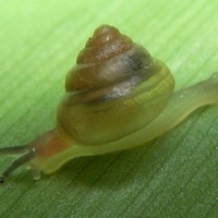 kaliella barrakporensis (photo liew)