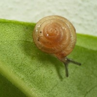kaliella doliolum (photo koomen)