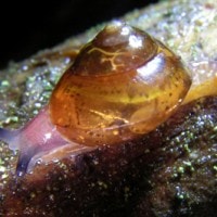 kaliella gregaria (photo liew)