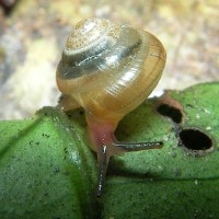 kaliella punctata (tambuyukon) (photo liew)