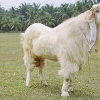 Etawa, Si Kambing yang Menguntungkan