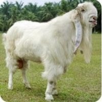 Kambing Etawa
