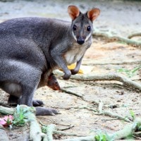 Dusky Pademelon