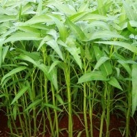 Kangkung