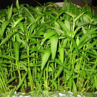 Kangkung