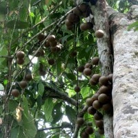 Kapul