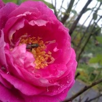 Mawar Pink