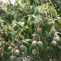 Buah mangga kasturi