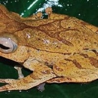 Katak Bertanduk