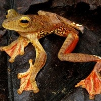 katak pohon asia selatan