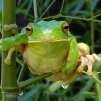 kata pohon raksasa australia atau katak berbibir putih