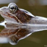 Limnonectes larvaepartus