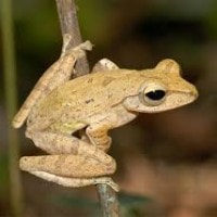 Katak Pohon Bergaris