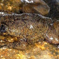 Katak Kepala Pipih-Kalimantan
