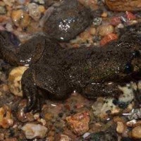 Katak Tanpa Paruparu