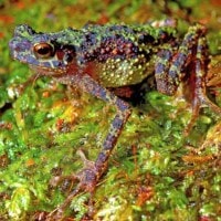 katak pelangi