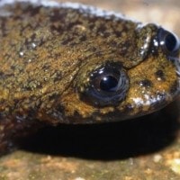 Katak Kepala Pipih Kalimantan