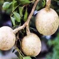 Kawista