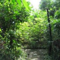 Kebun Biologi UNY, Tempat Berlindung Kupu-Kupu Raja (Troides helena)