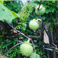 Boh Trueng Pungo