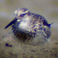 Kedidi besar