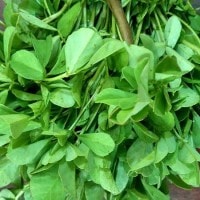 Fenugreek /Kelabak /Halba