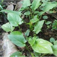 keladi tikus