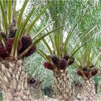 Kelapa sawit, Bak Saweet