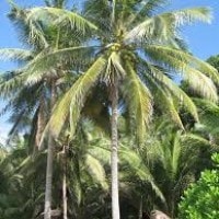 Kelapa