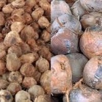 kelapa