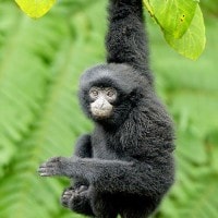 Hylobates muelleri primata dari kalimantan