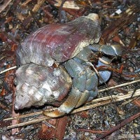 Kelomang Darat/Kepiting Pertapa/Kepiting Hermit