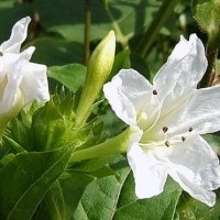 Bunga Ashar Kembang Pukul Empat