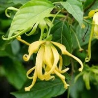 kenanga(Suelanga)