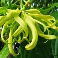 Kenanga