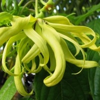 Kenanga