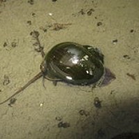 Siput murbai/Keong mas
