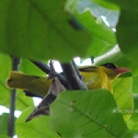 Kepudang Kuduk-hitam (Black-naped Oriole)