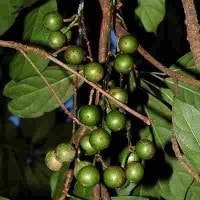 Kepundung