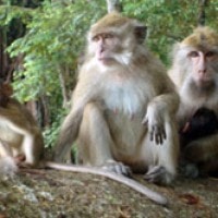 Kera Ekor Panjang (Macaca fascicularis) di Cagar Alam Pangandaran