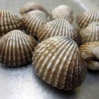 Kerang Makanan Yang Enak Disantap