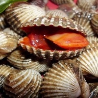 Kerang Darah