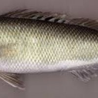 Ikan Kerisi Hijau
